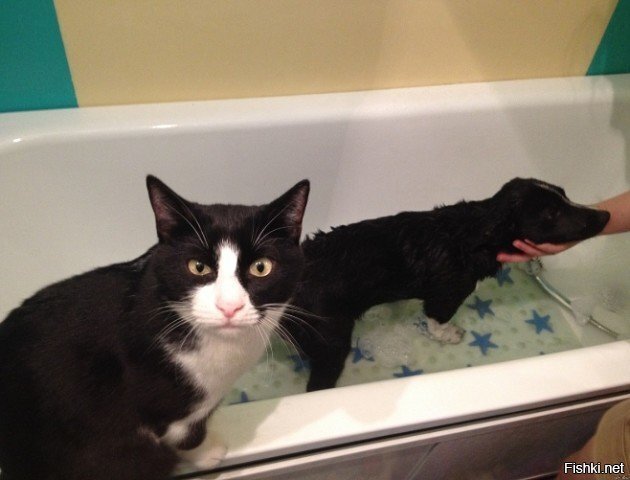 А почему он не орет и не вырывается