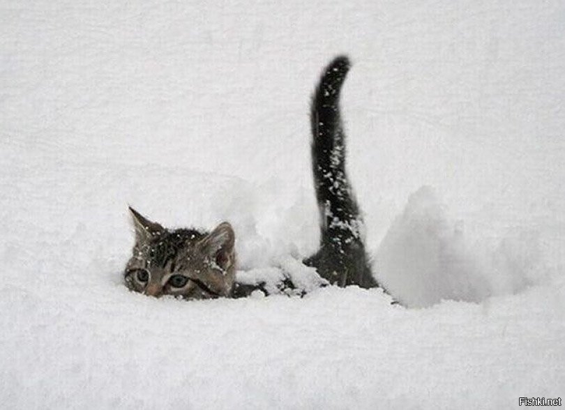 Перископ вытащил 