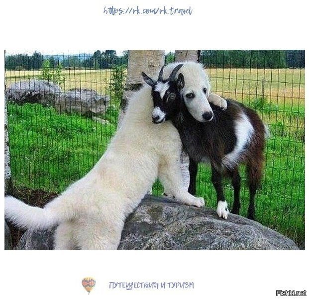 Ну и что, что коза, зато любимая