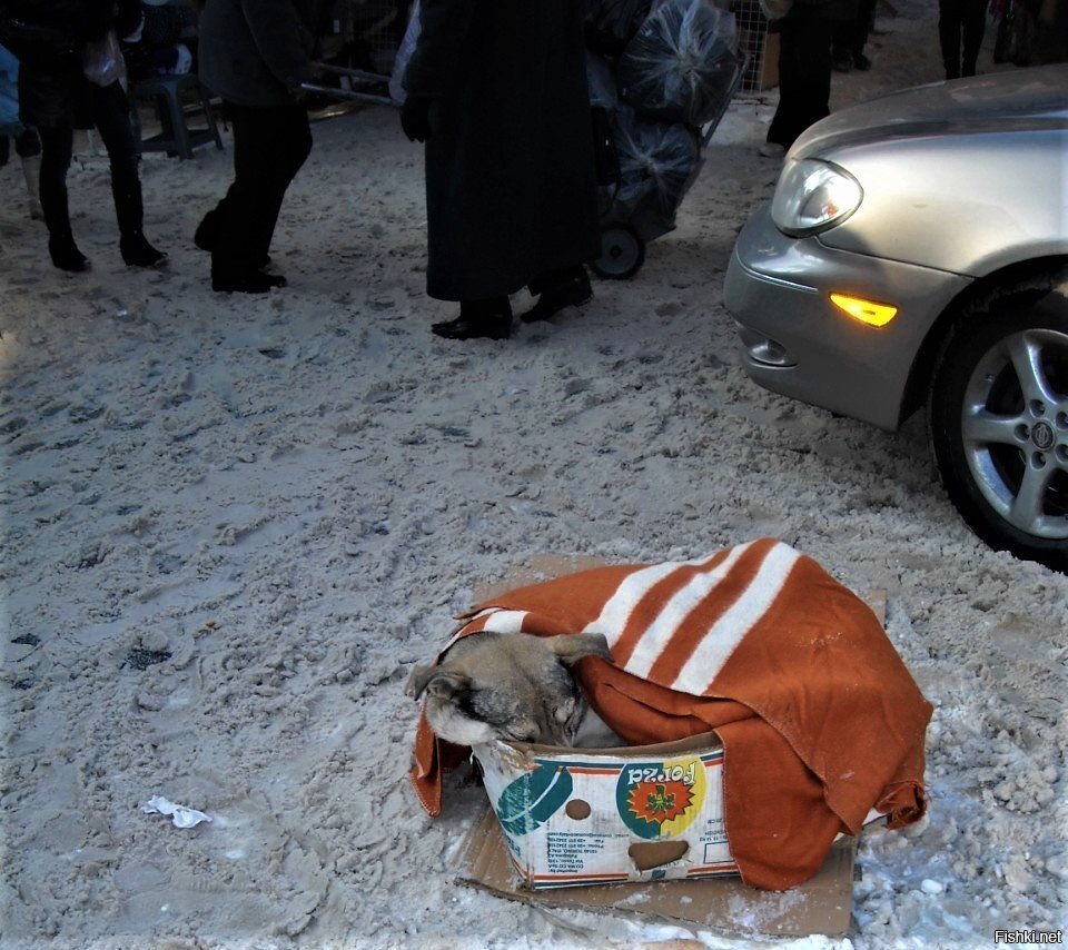 Рождественские сны