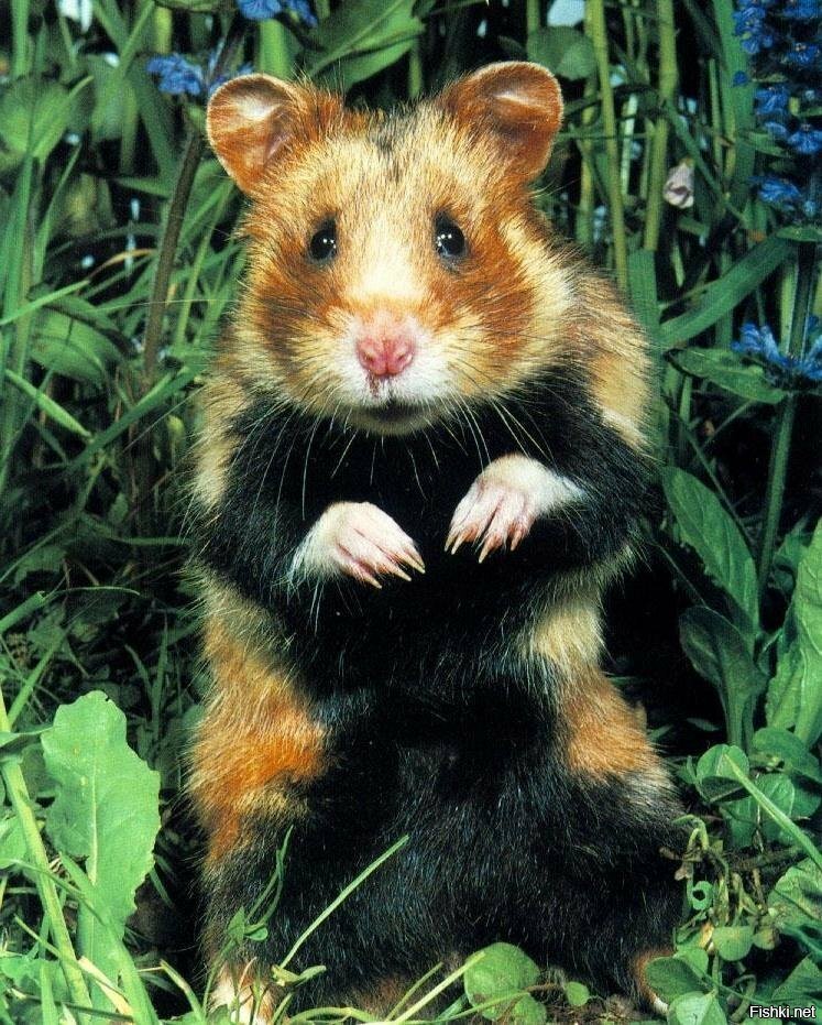 Дорого утра всем