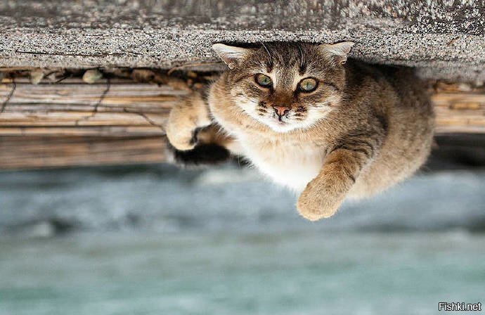 Привет вам из Австралии