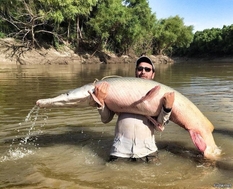 Вдруг щука говорит ему человечьим голосом