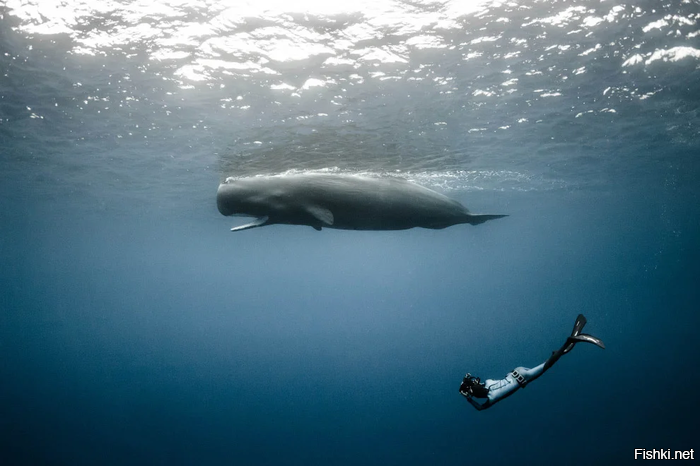 Кашалот