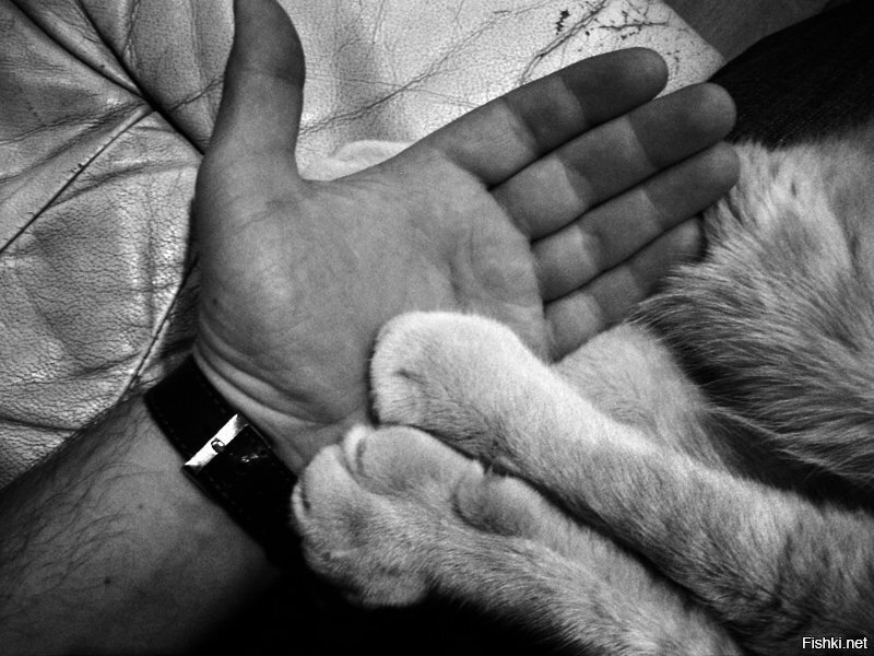 Дай, Джим, на счастье лапу мне,