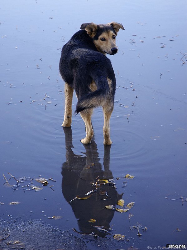 "С причала рыбачил Апостол Андрей а спаситель ходил по воде
