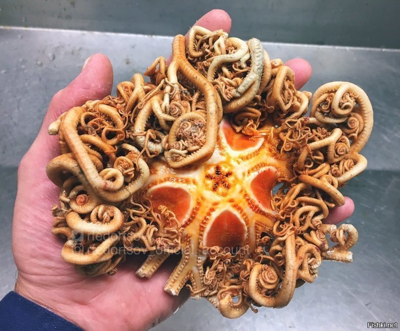 Есть знатоки, которые напишут что это