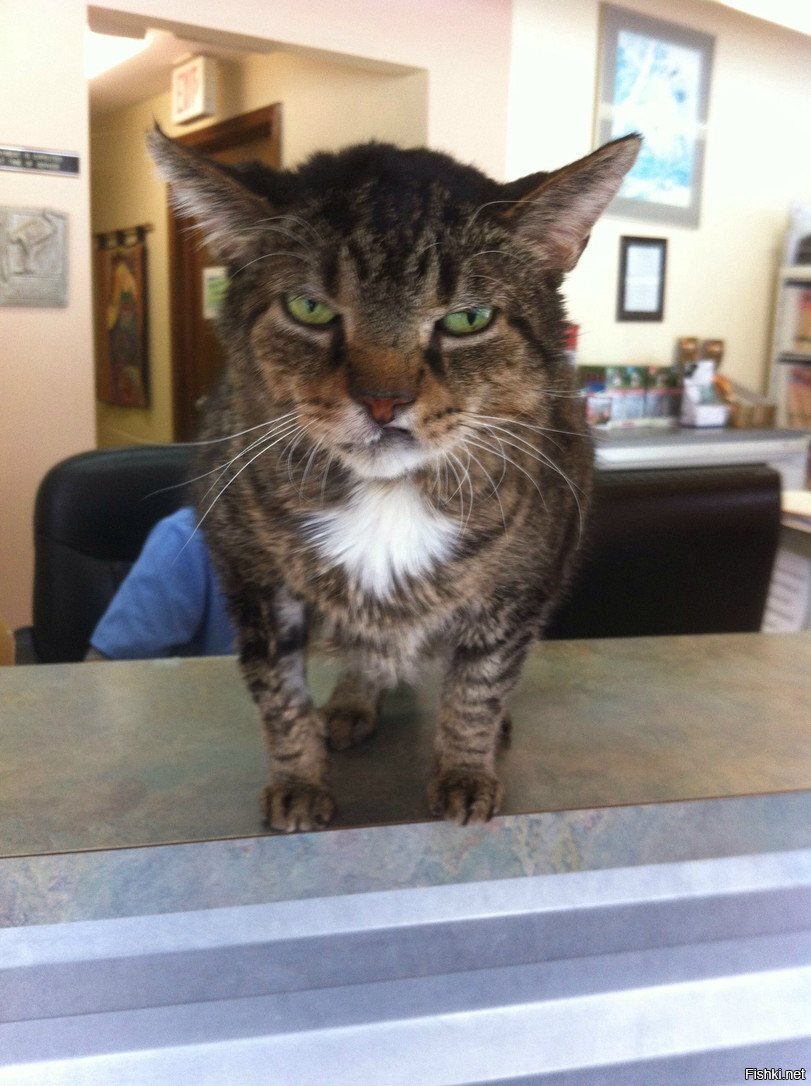 На приеме у котопроктолога