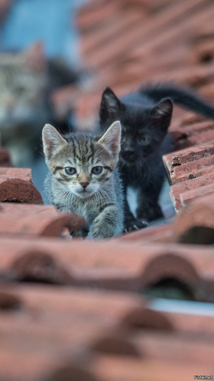 Сурьезные парни)))