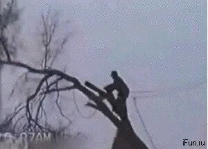 Не пили сук