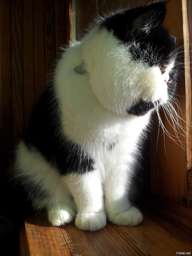 ...выросла репа большая-пребольшая...