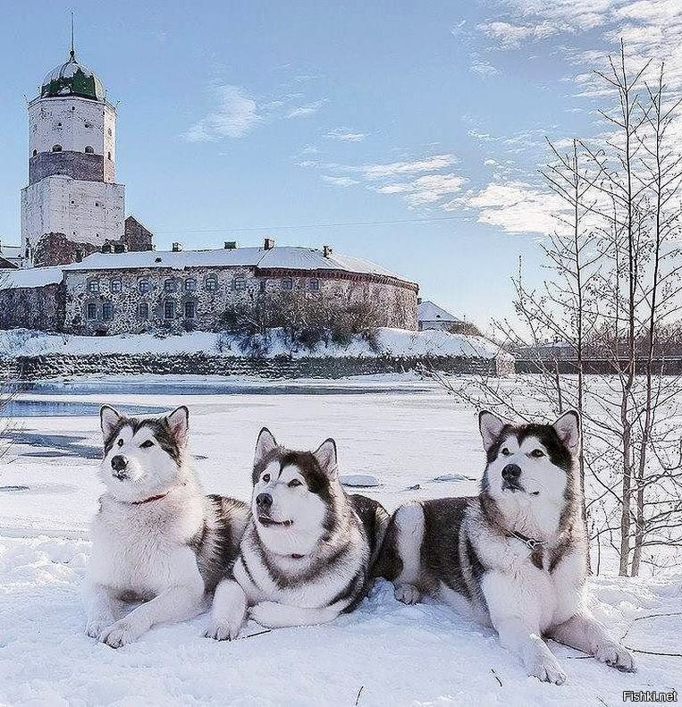 Разбойники