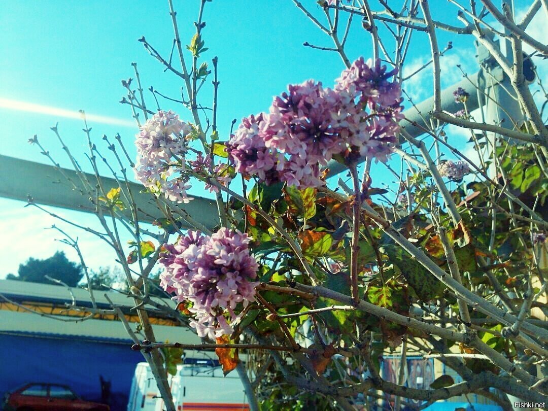 Алушта, Южный берег Крыма