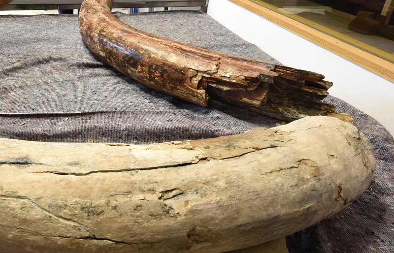 На Алтае археологи обнаружили диадему из бивня мамонта