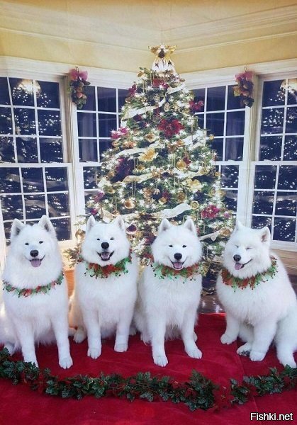 -И главное: котов к ёлке не подпускать