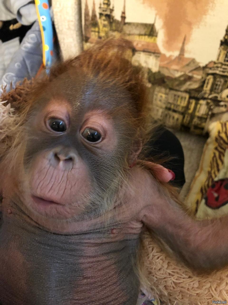 нашей принцессе Алисе сегодня 2 месяца