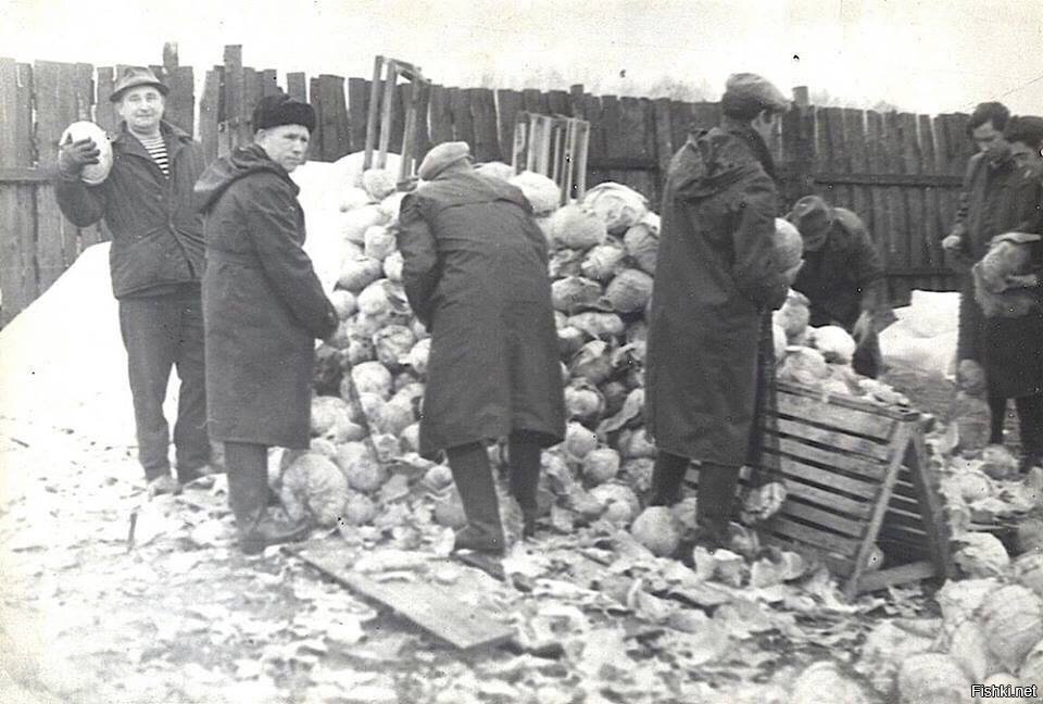 Сотрудники НИИ сортируют гнилую мороженую капусту на овощебазе