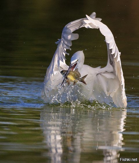 хоть красиво погиб карась