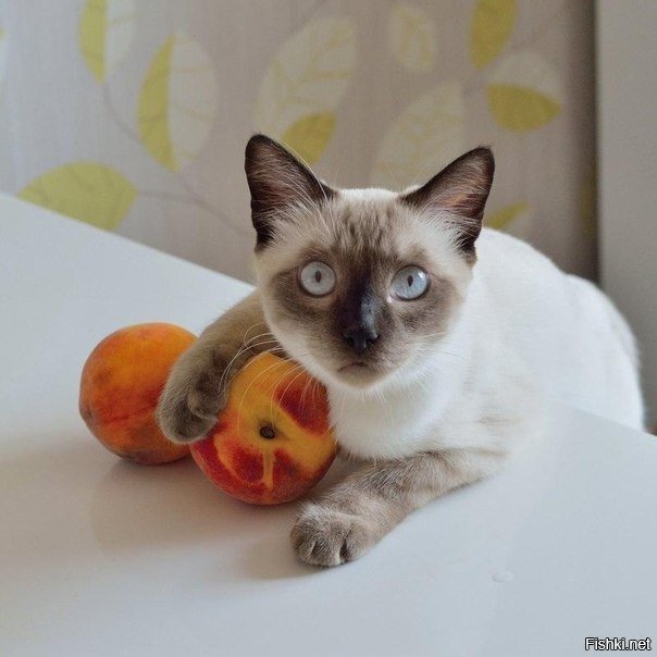 &quot;Мальчик с персиками&quot; или &quot;Нафиг ваши мандарины