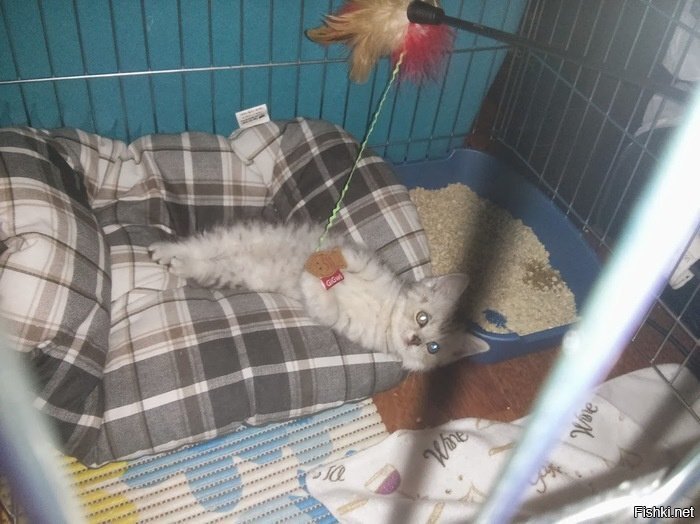 Виски низя маленьким