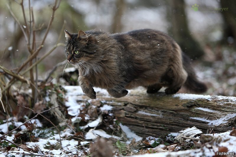 Тыг-дым тыг-дым