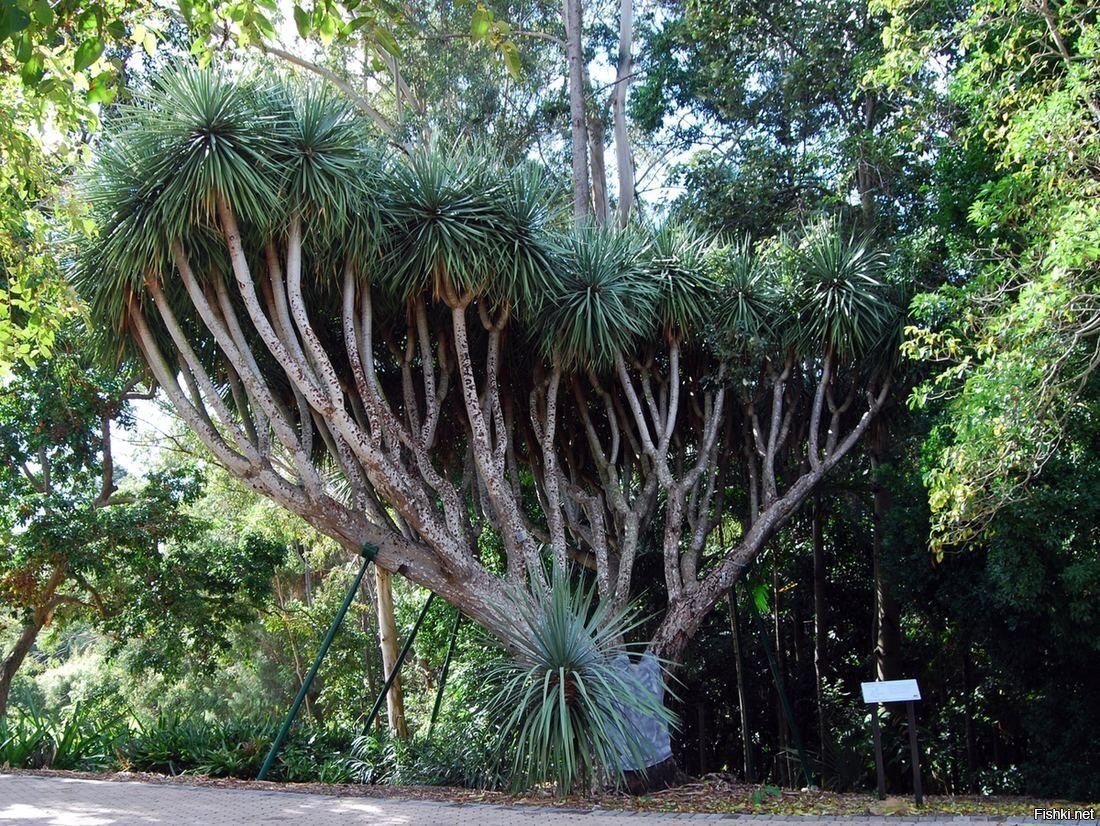 Вроде, драконово дерево
