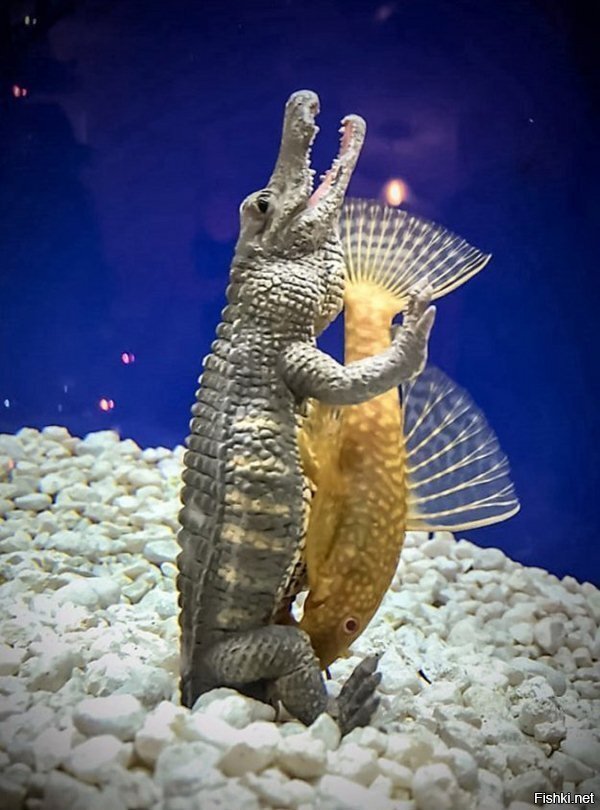 Гена балдеет