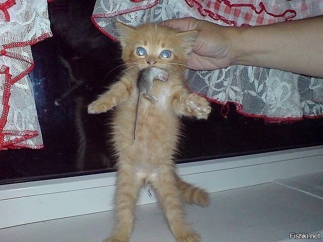 Первая добыча