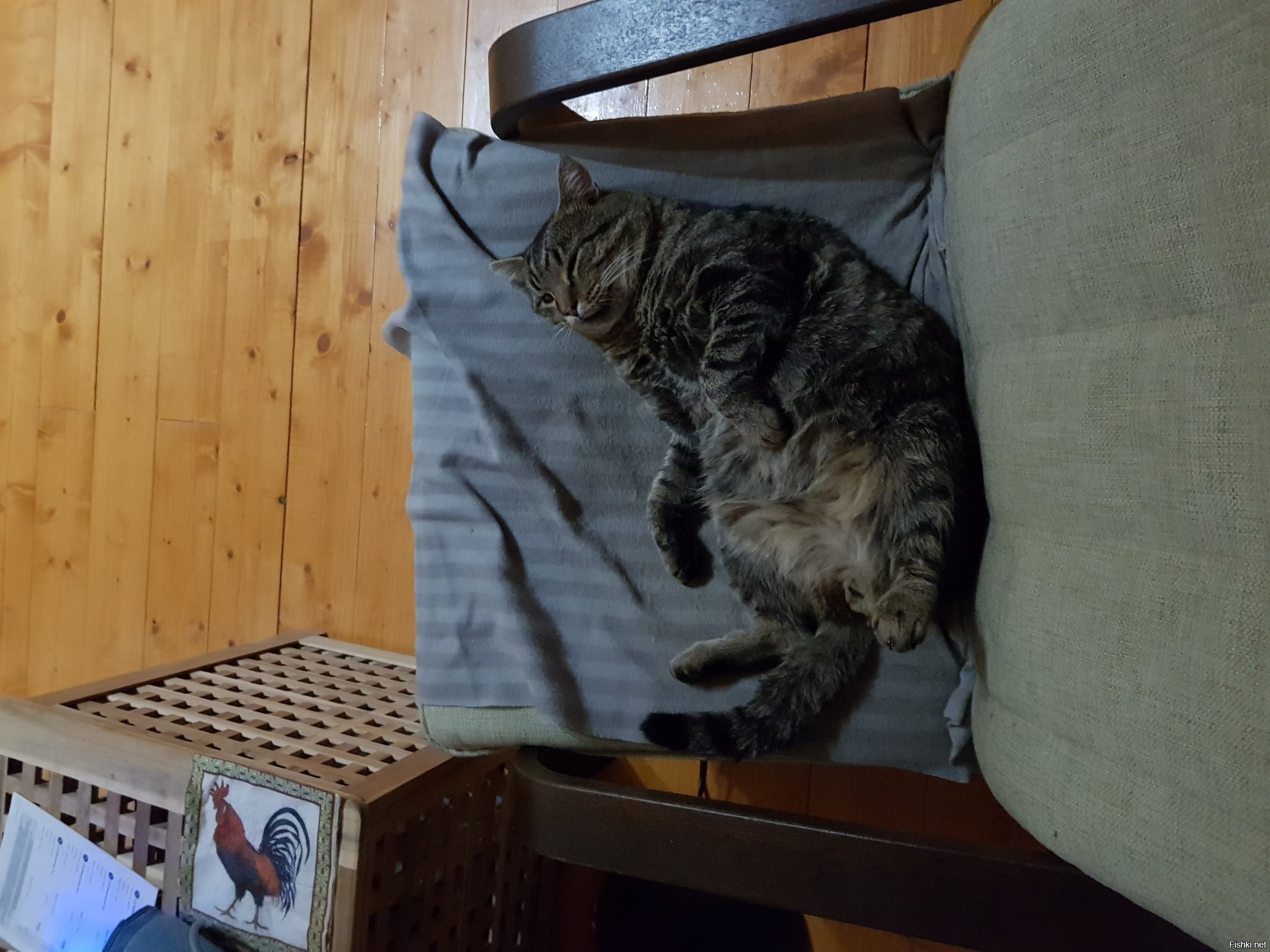 Блин, котей храпит как мужик после пьянки