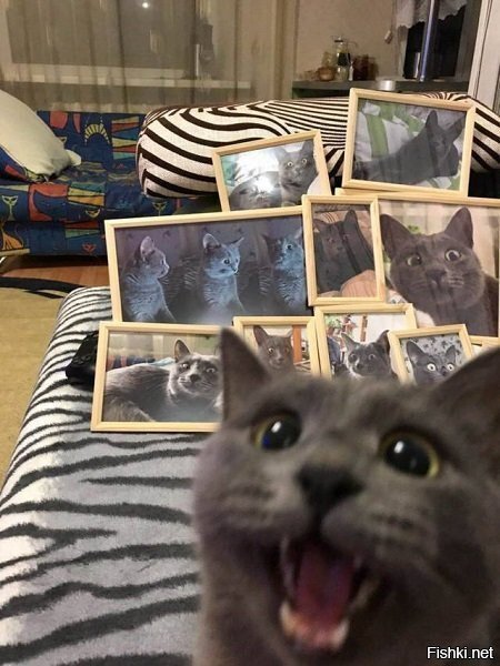 -Хозяин, хватит котиков, хозяин