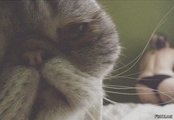 Это новый жопный блюститель