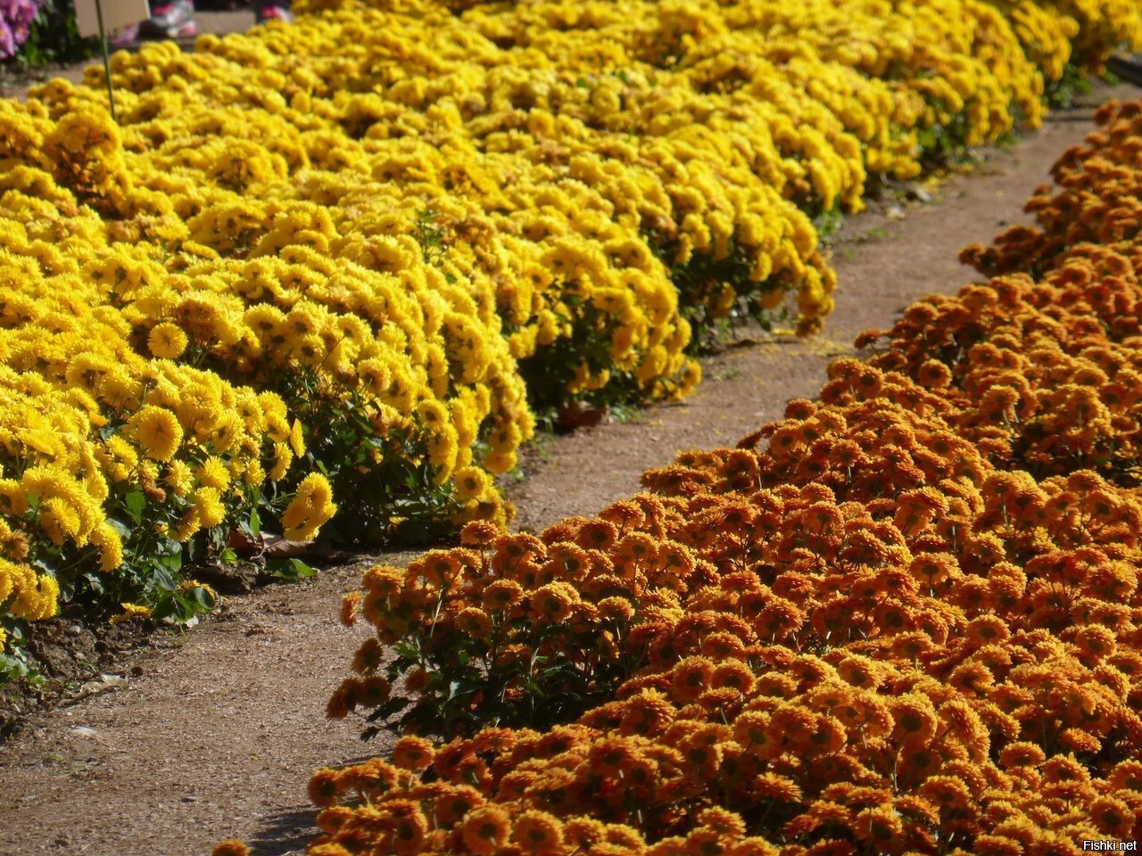 Бал хризантем