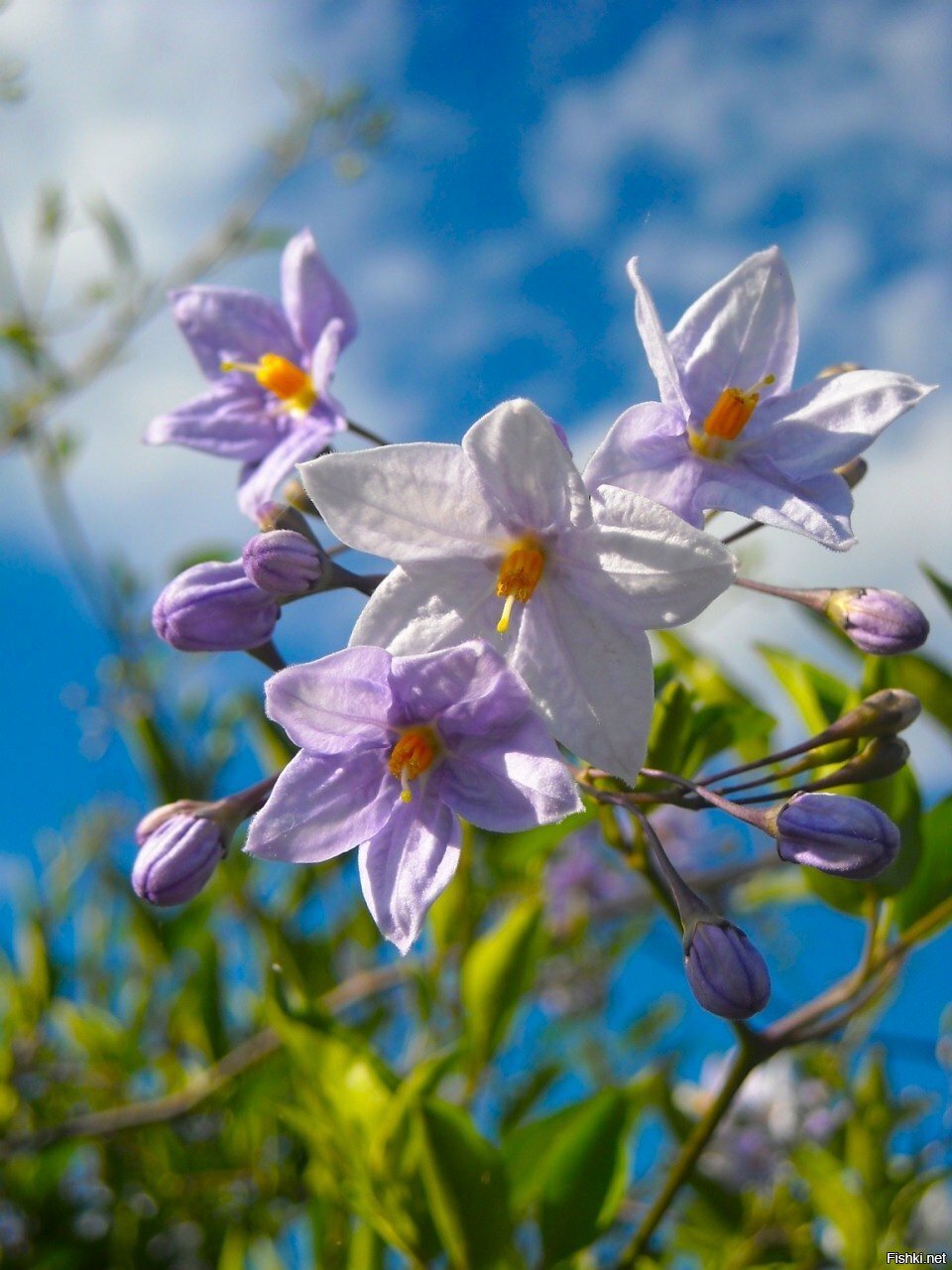 Чтобы  вам снились добрые сны