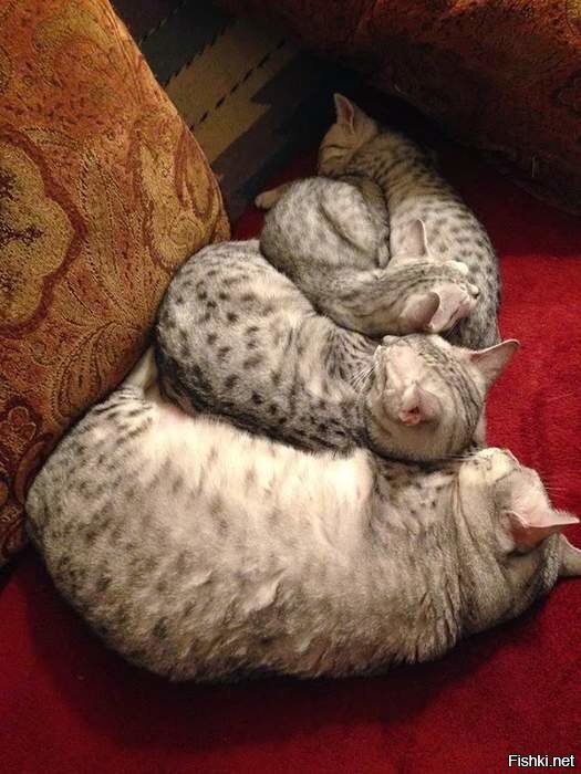 Уж такая домоседка 