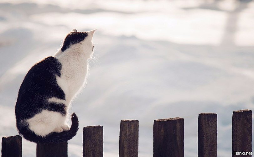 кот познал тщетность бытия