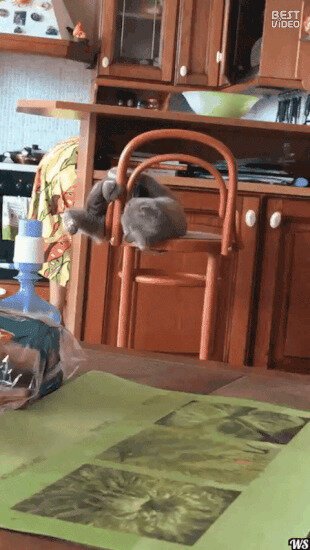 Довыкотывался