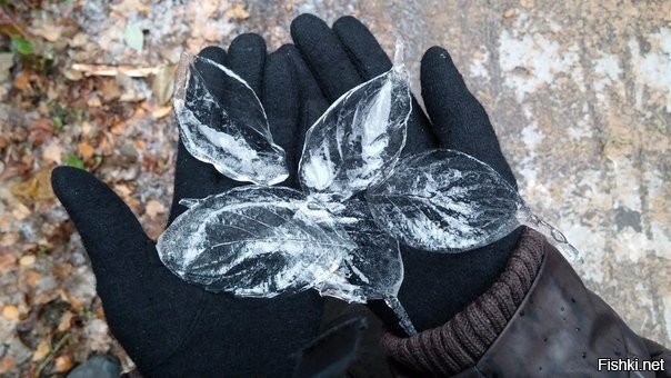 Отпечатки листьев после ледяного дождя