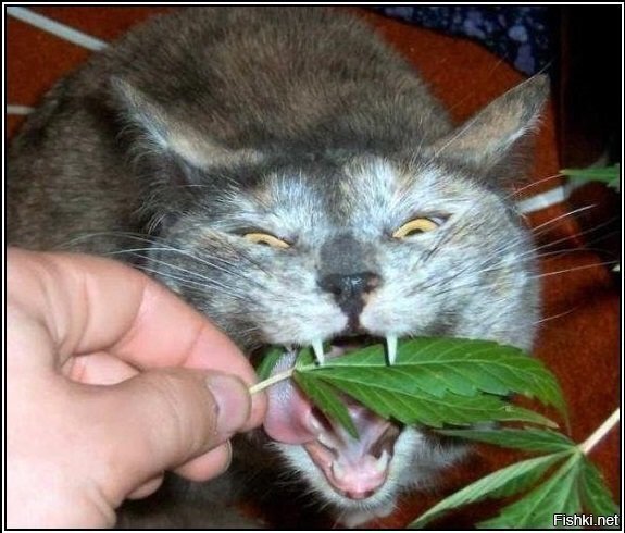 &quot;З&quot; - зависимость