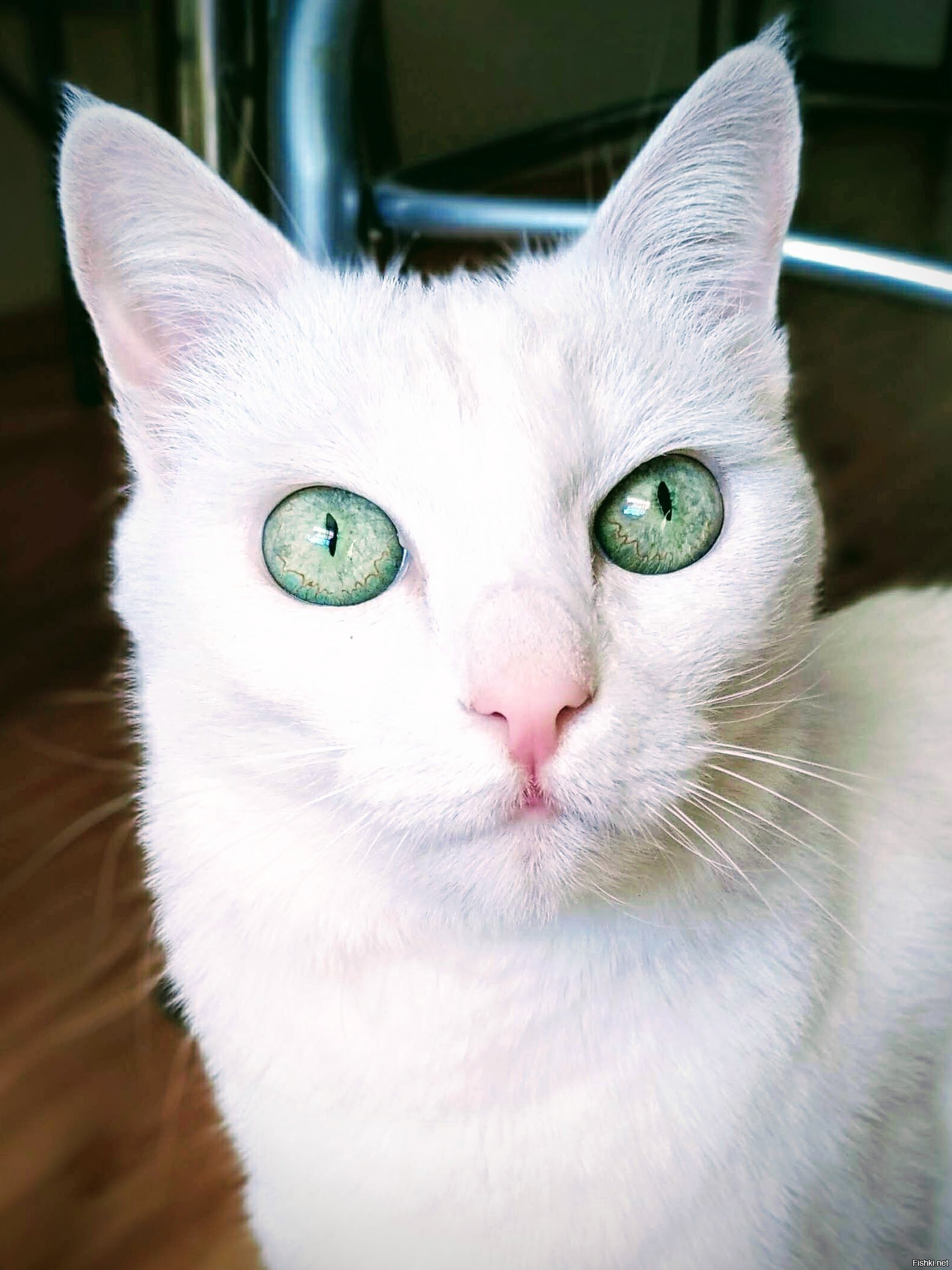 Зеленоглазая красотка