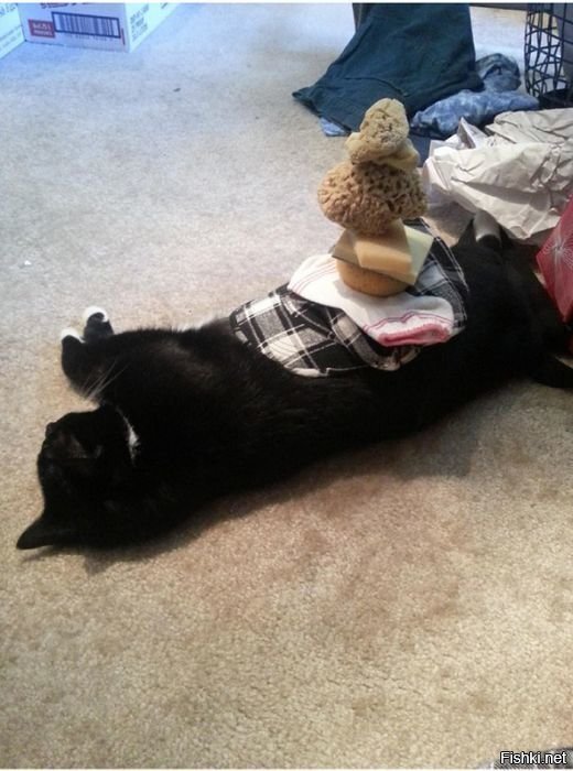 Проверям терпение кота