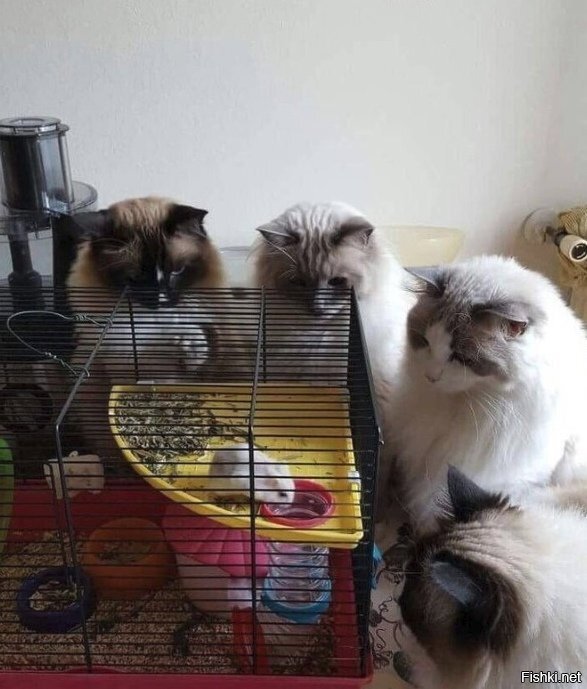 - И так господа