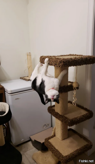 Австралийский кот