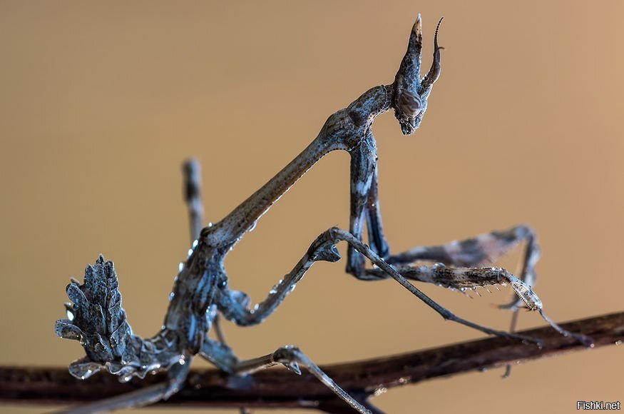 «Демонический богомол»