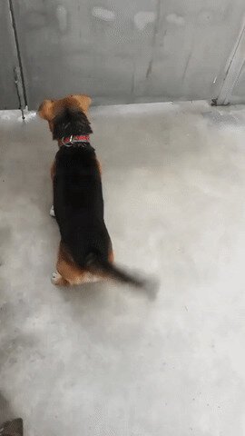 Собака - вертоляка