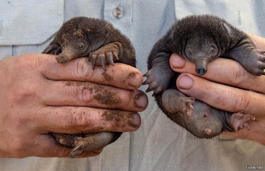 Фантастические зверята: новорожденные ехидны в австралийском зоопарке