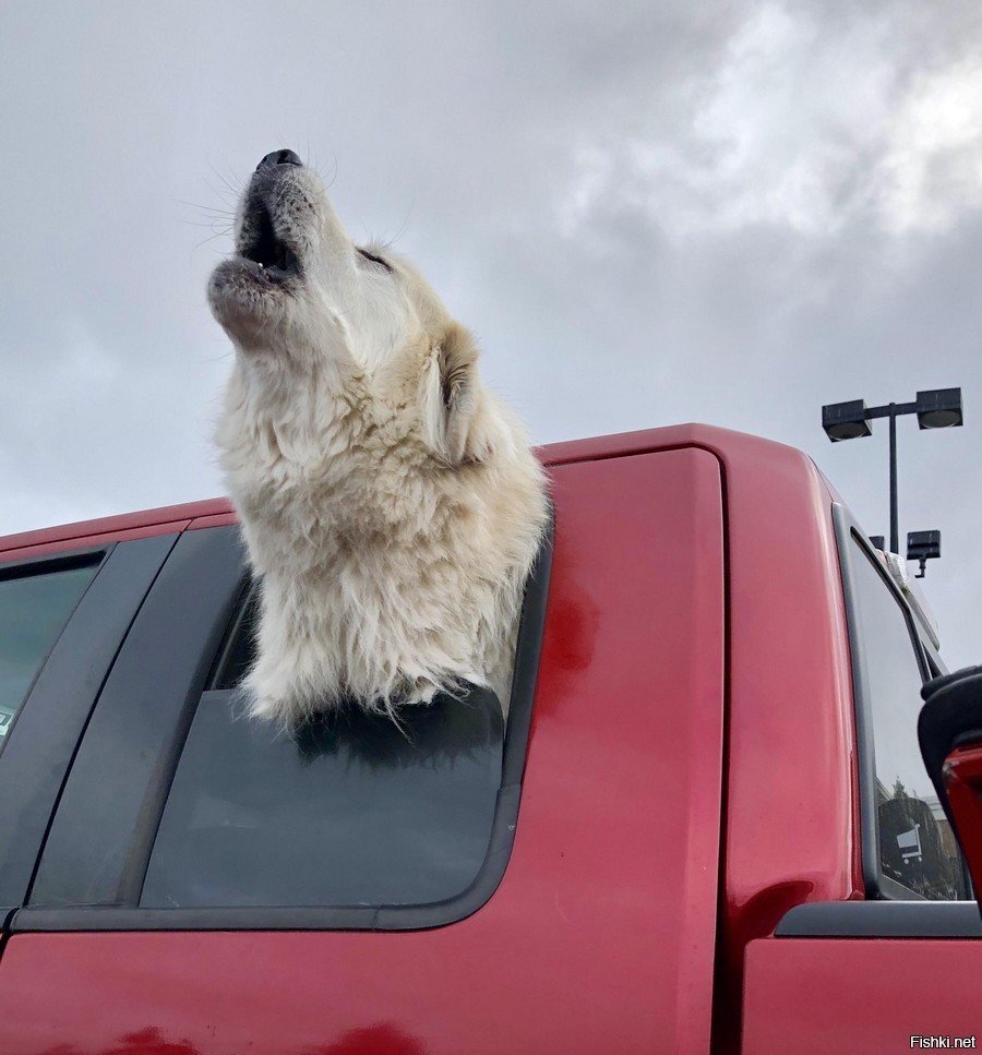 Прямо слышу, как он воет