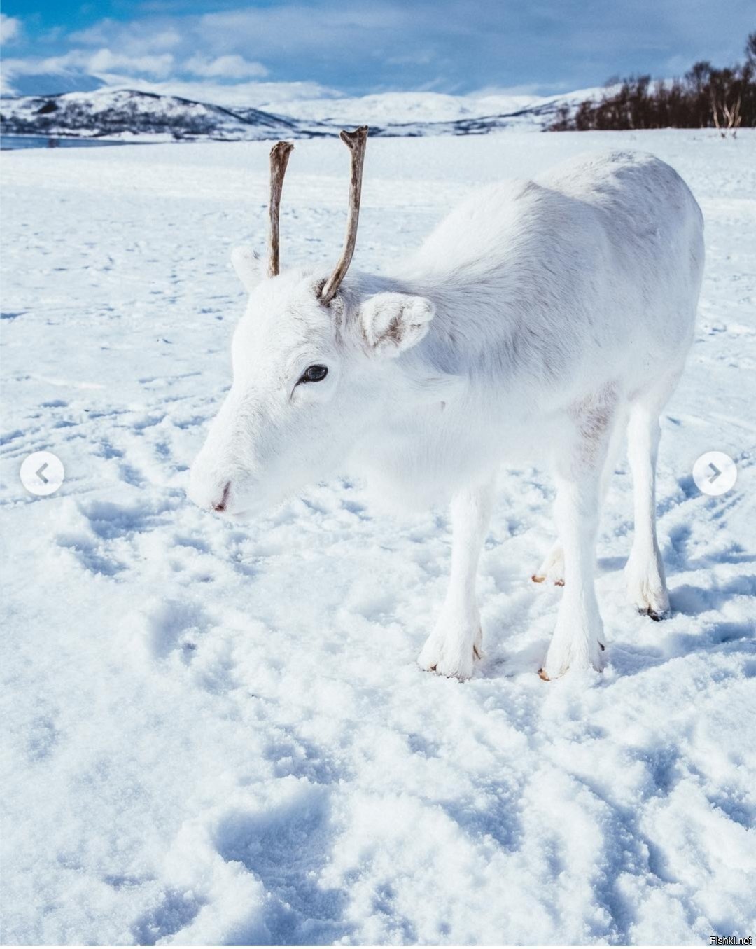 В Норвегии найден самый белый северный олень