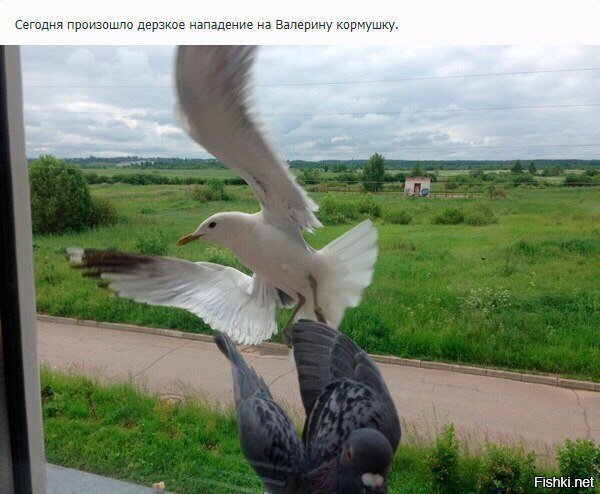 Про голубя Валеру