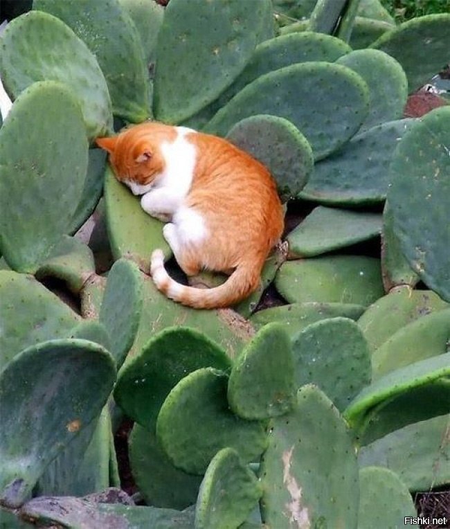 Спасибо, что побрили