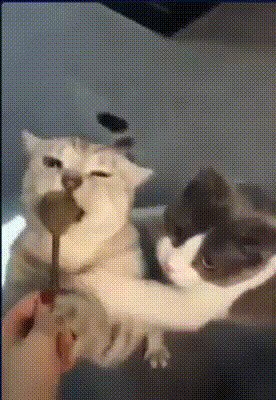 Дай лизнуть